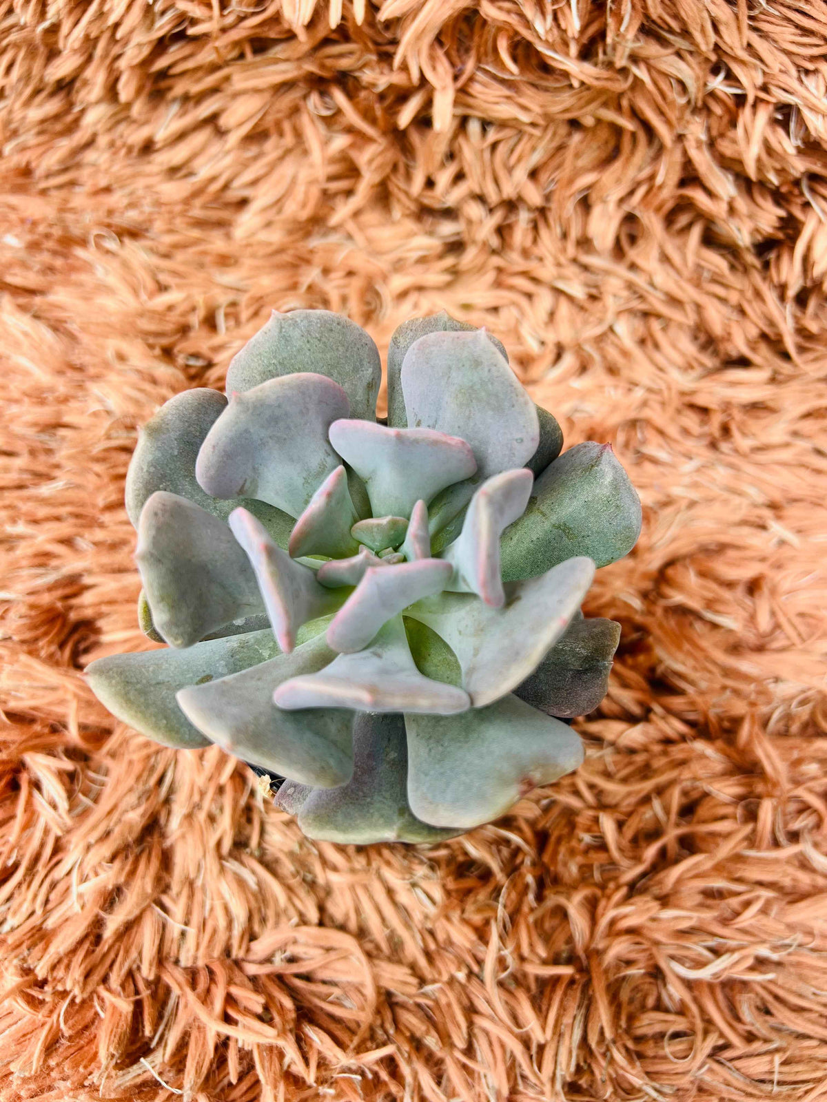 Echeveria Cubic Frost – Blue Grey Rosette Succulent