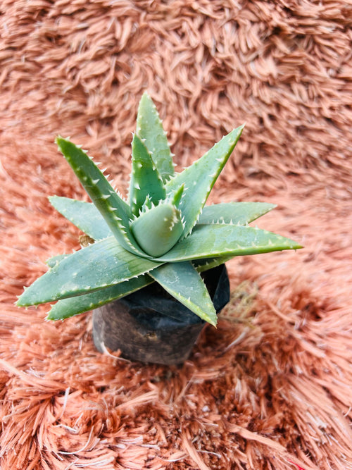 Aloe Brevifolia – Short-Leaved Aloe / Star Aloe