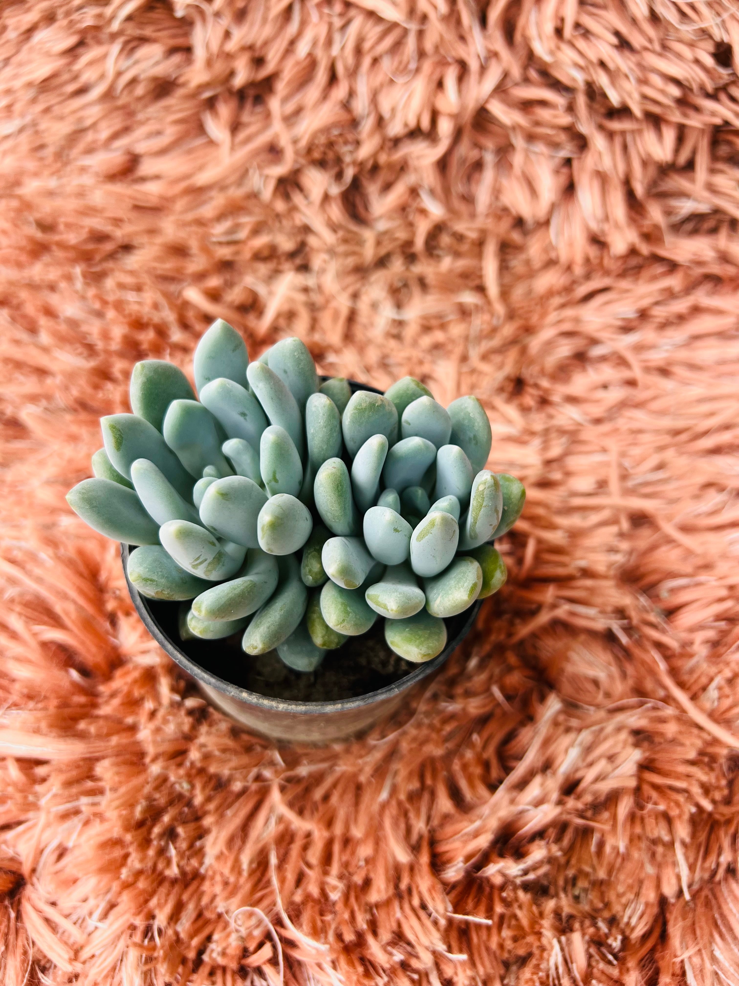 Pachyphytum Oviferum – Moonstones Succulent