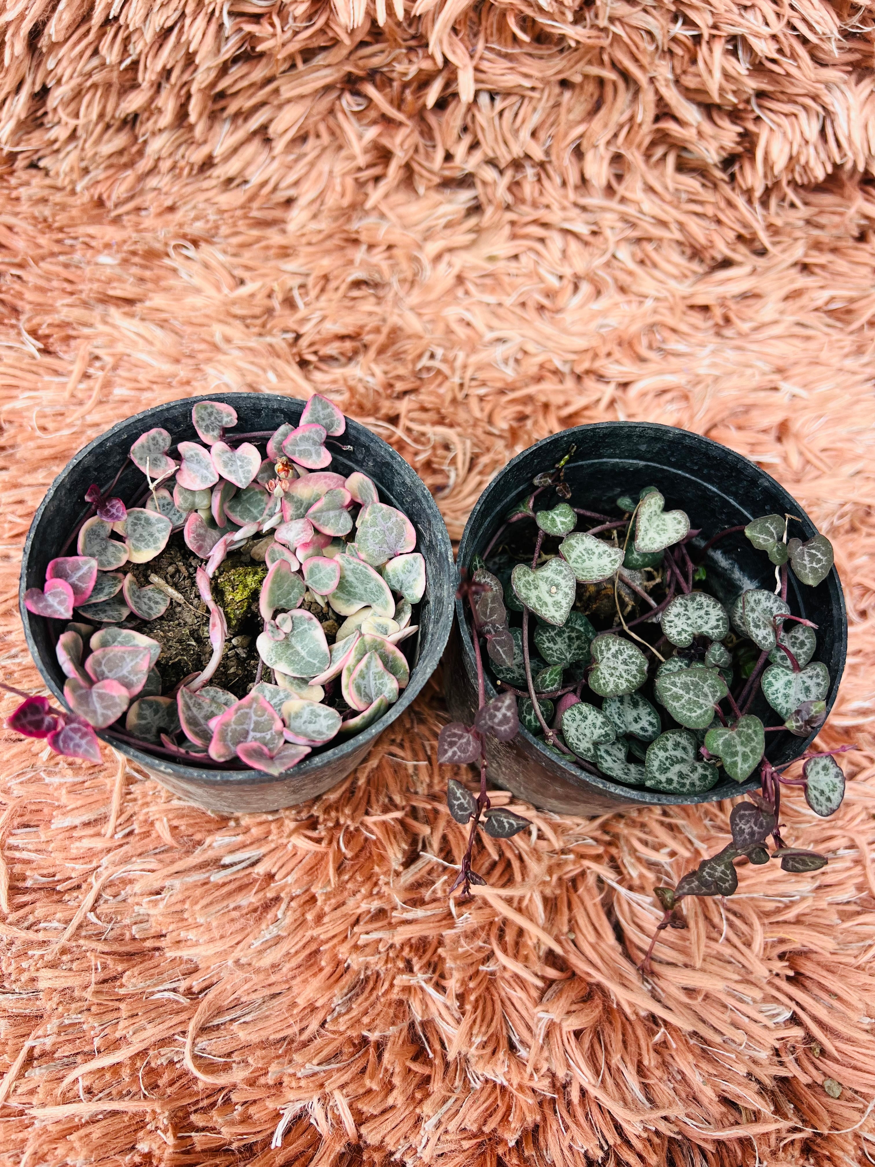 String of Hearts Set – Variegated & Regular Duo (Ceropegia Woodii)