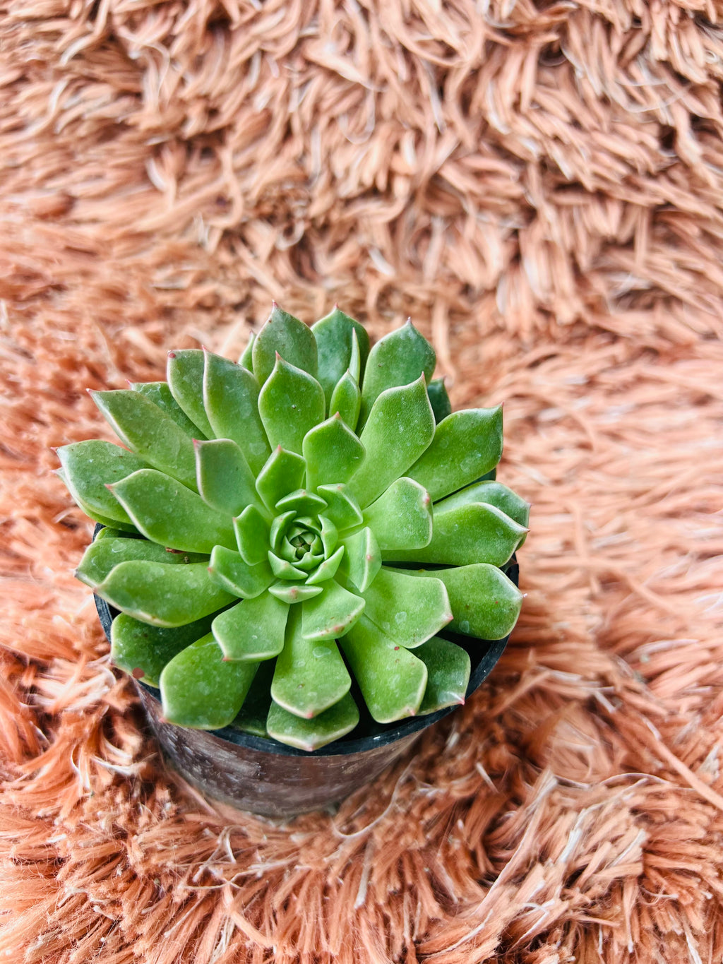 Echeveria – Lush Green Rosette Succulent