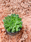 Echeveria – Lush Green Rosette Succulent