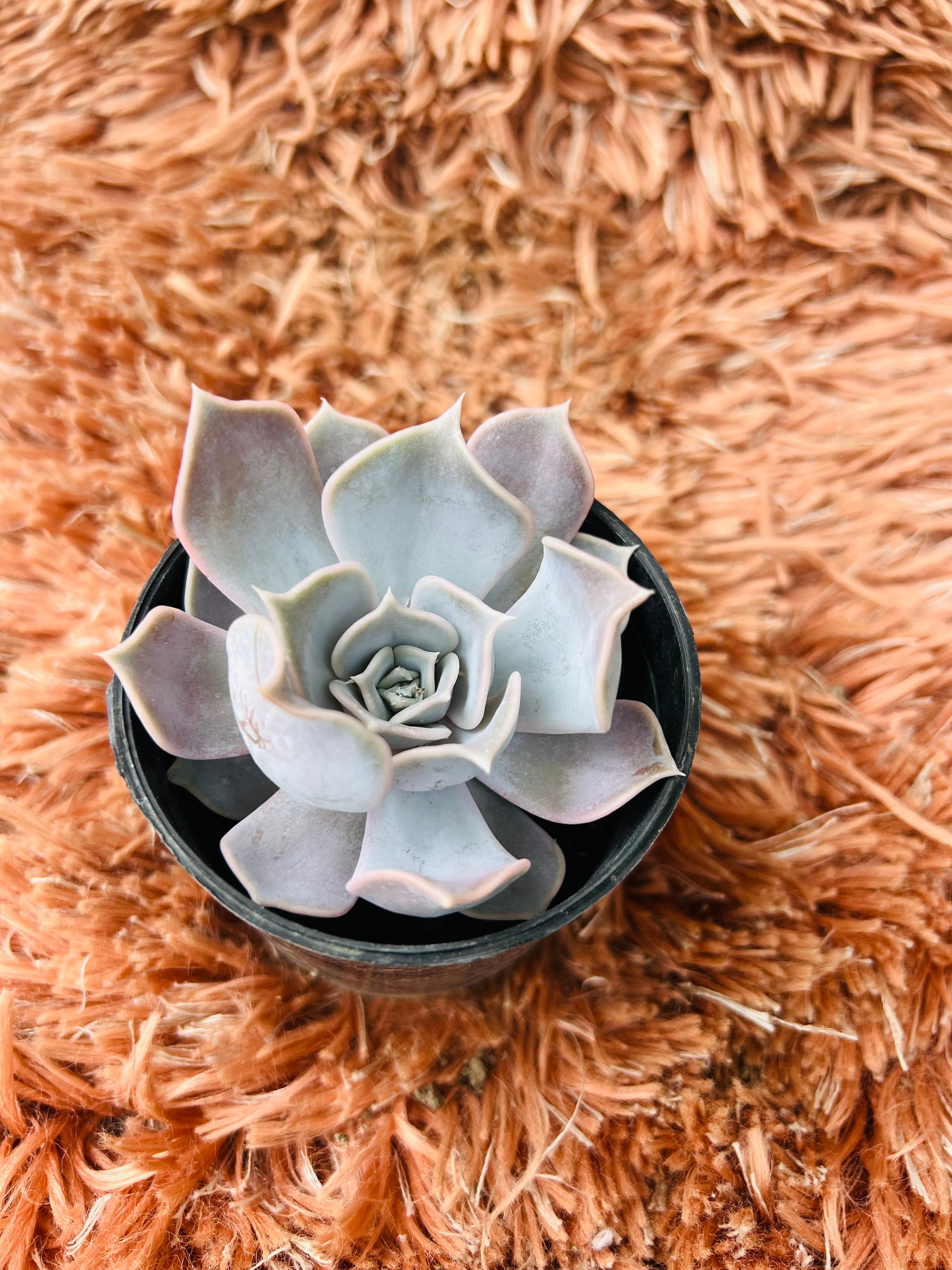 Echeveria Lilacina – Ghost Echeveria Succulent