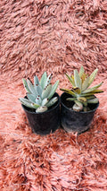 Kalanchoe Tomentosa – Set of 2 Panda Plant Varieties