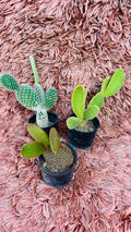 Opuntia Microdasys – Bunny Ears Cactus Combo of 3