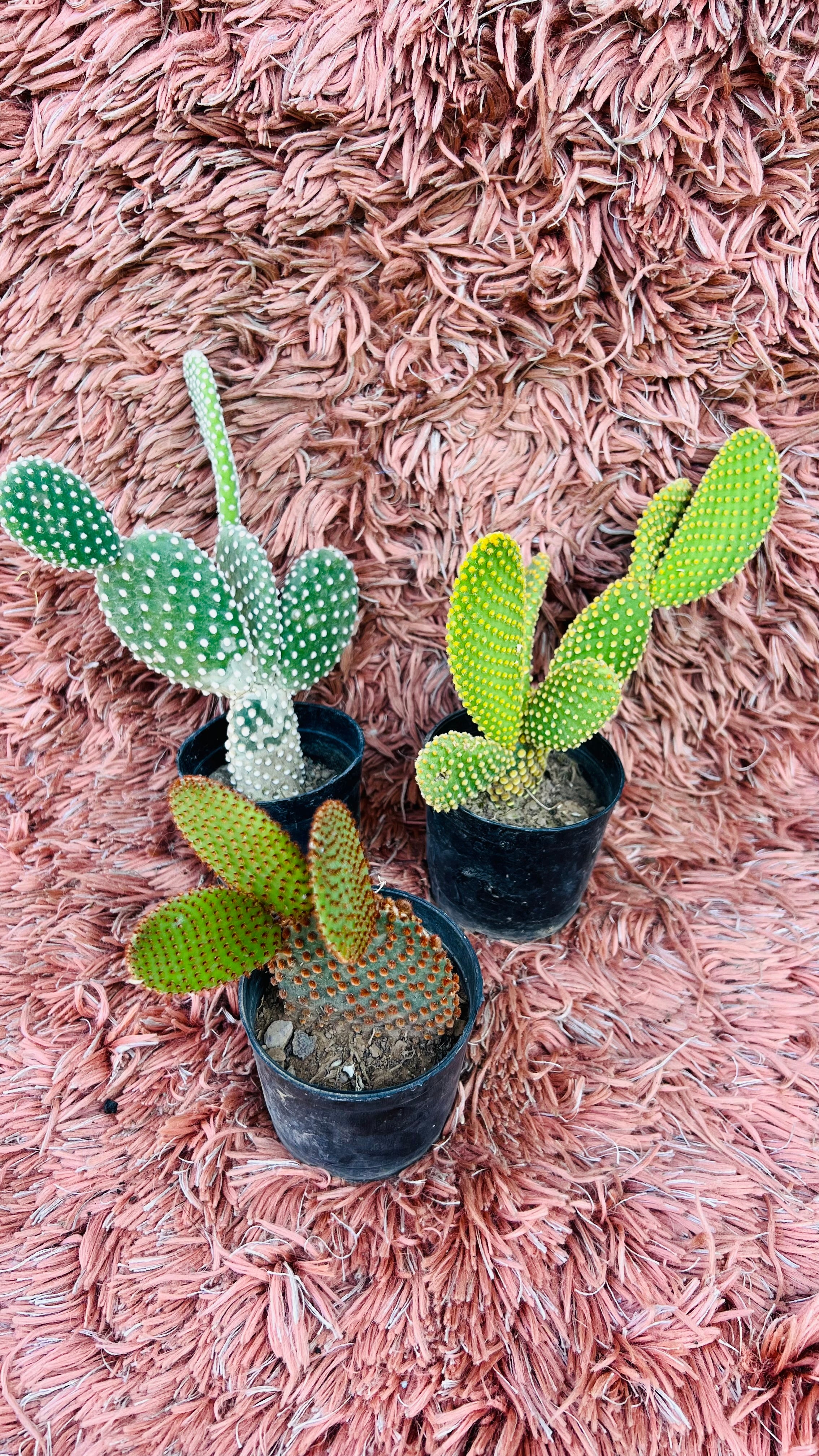 Opuntia Microdasys – Bunny Ears Cactus Combo of 3