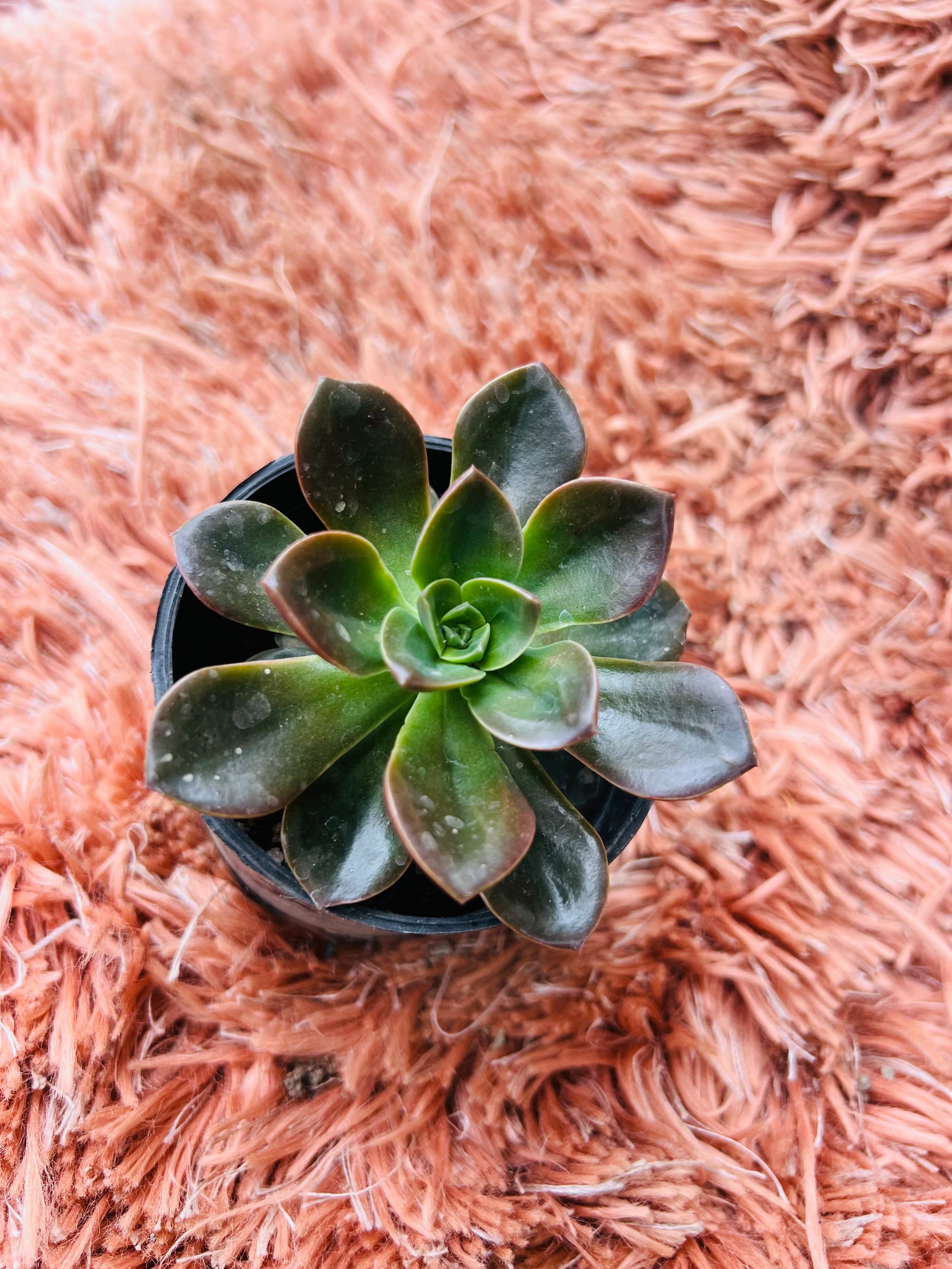 Echeveria 'Melaco' – Dark Chocolate Rosette Succulent