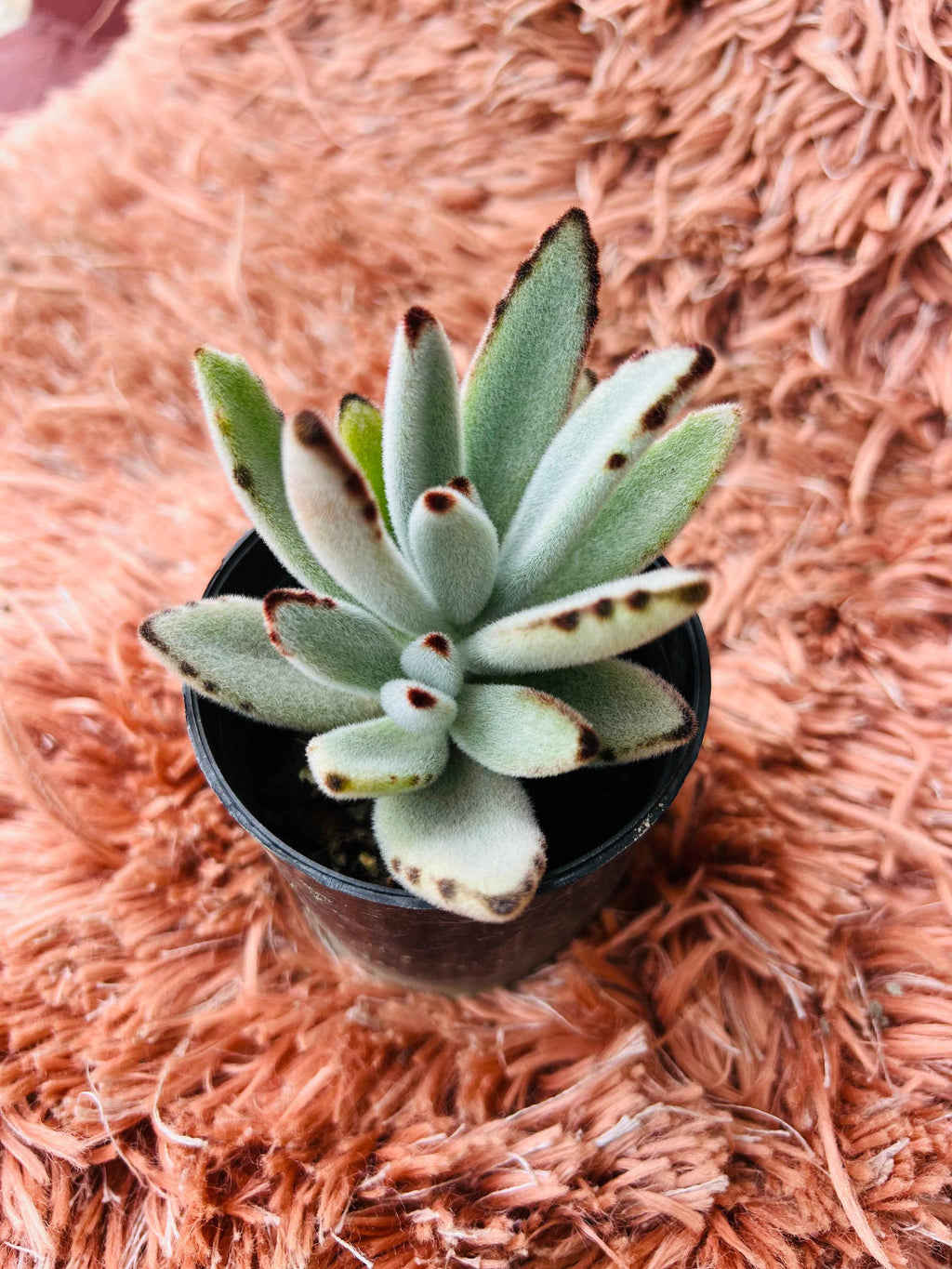 Kalanchoe Tomentosa – Panda Plant Succulent