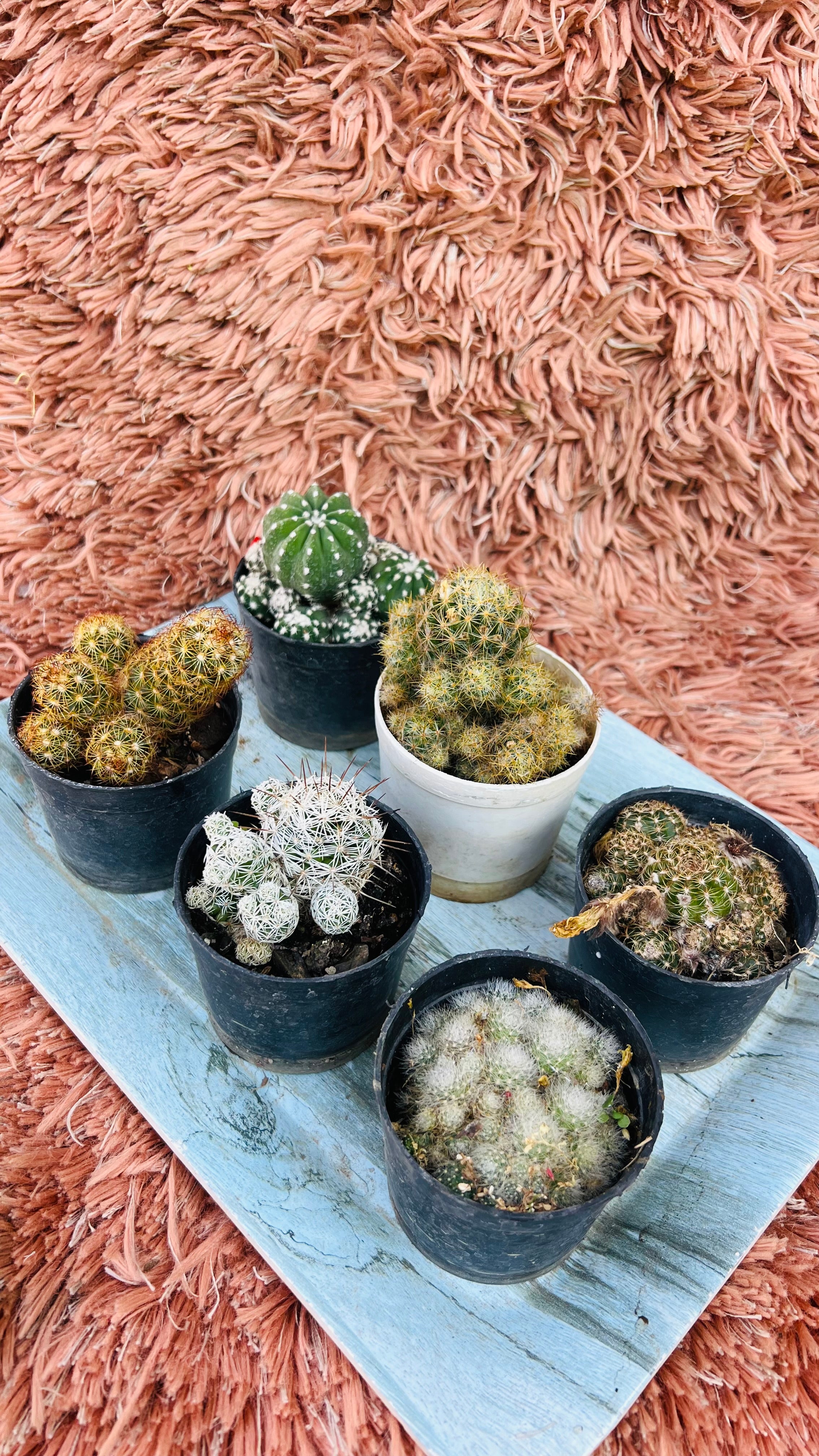 Cactus Combo of 6 – Mixed Variety Collection