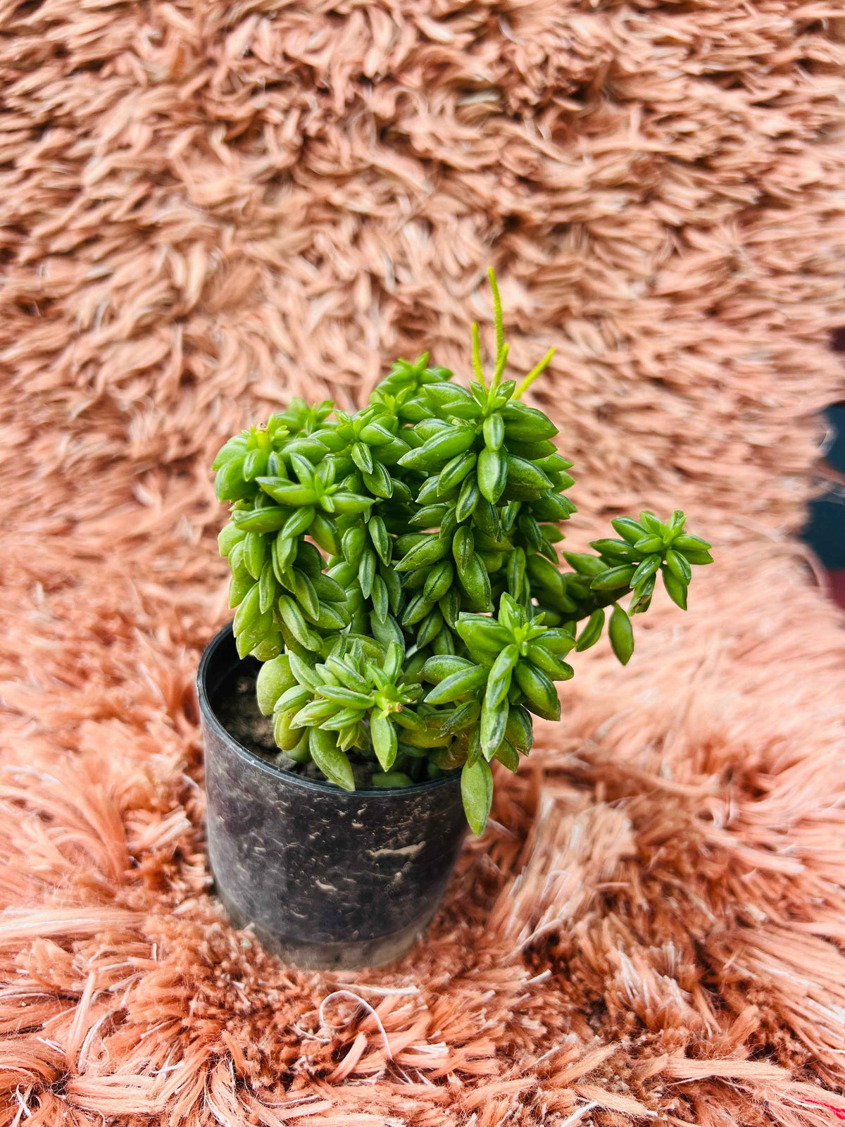 Peperomia Nivalis – Succulent Peperomia
