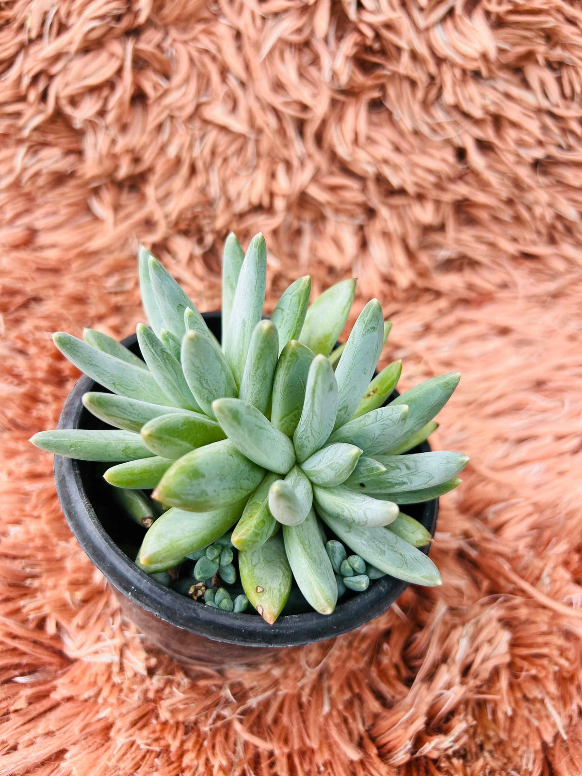 Pachyveria Glauca – Little Jewel Succulent