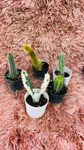 Cactus Combo of 5 – Columnar & Rare Mix