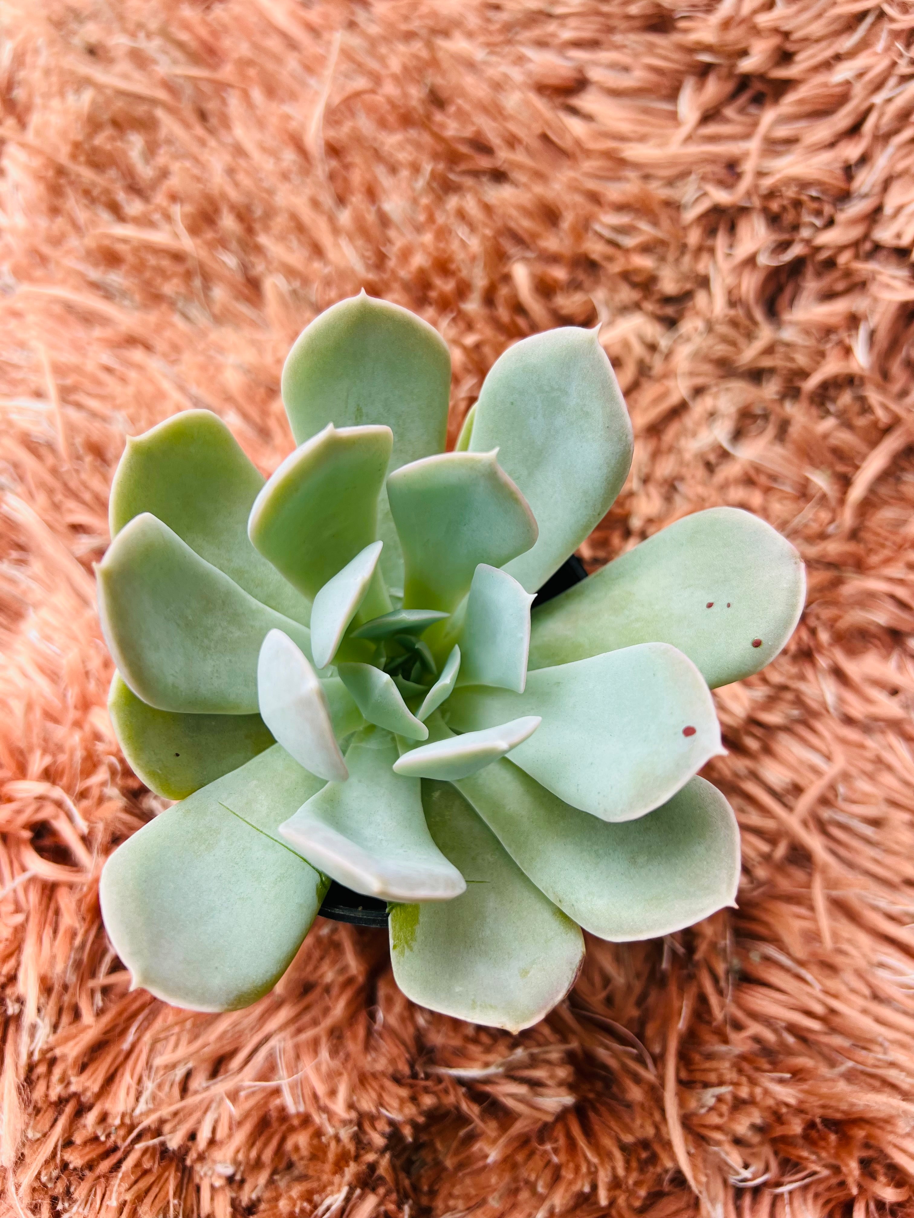 Echeveria 'Powder Blue' – Spoon-Leaf Rosette Succulent