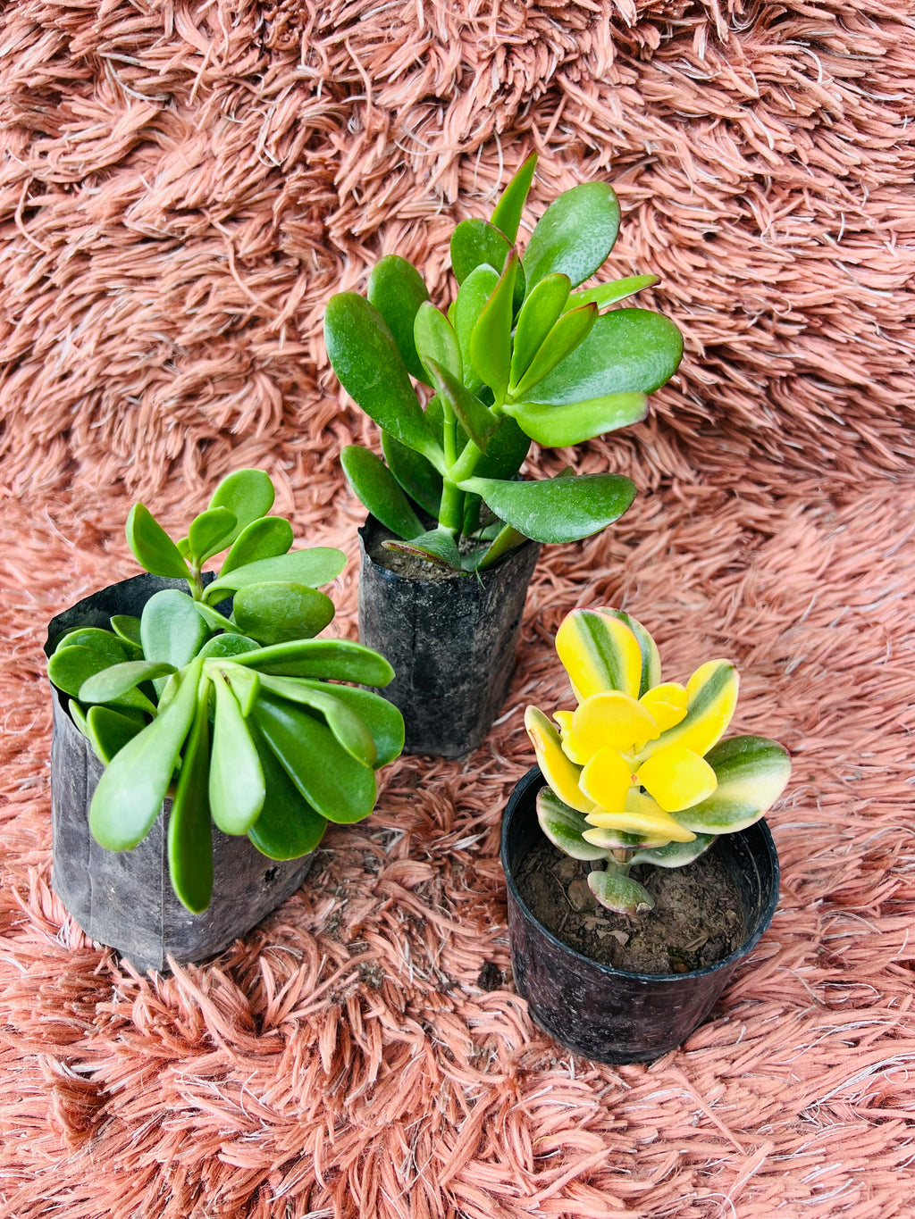 Crassula Succulent Set – Jade Trio Collection