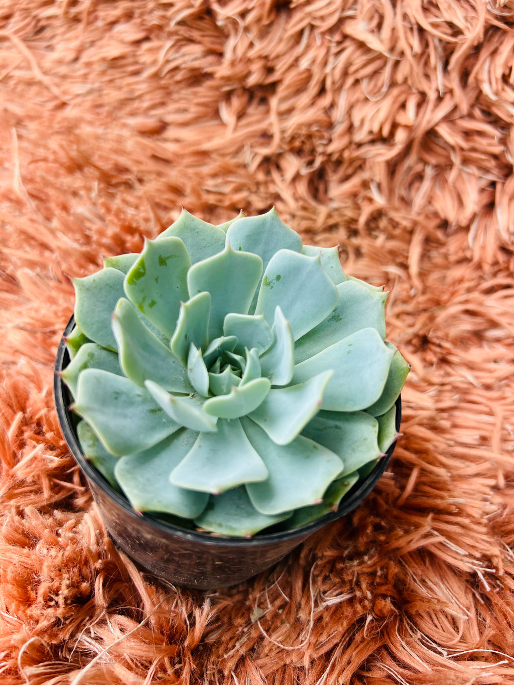 Echeveria 'Blue Bird' – Pale Blue Rosette Succulent