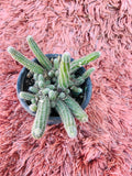 Chamaecereus Silvestrii – Peanut Cactus