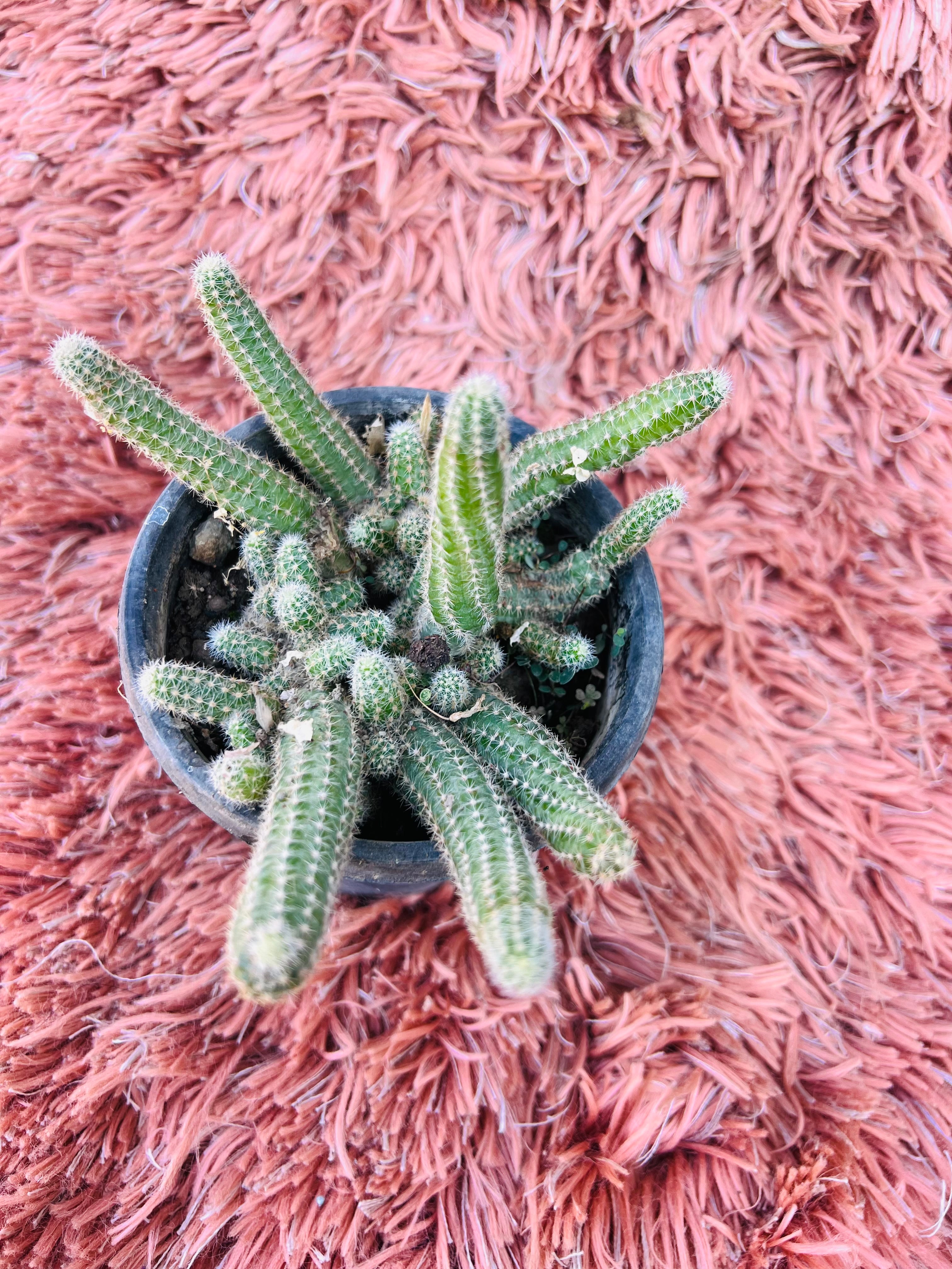 Chamaecereus Silvestrii – Peanut Cactus
