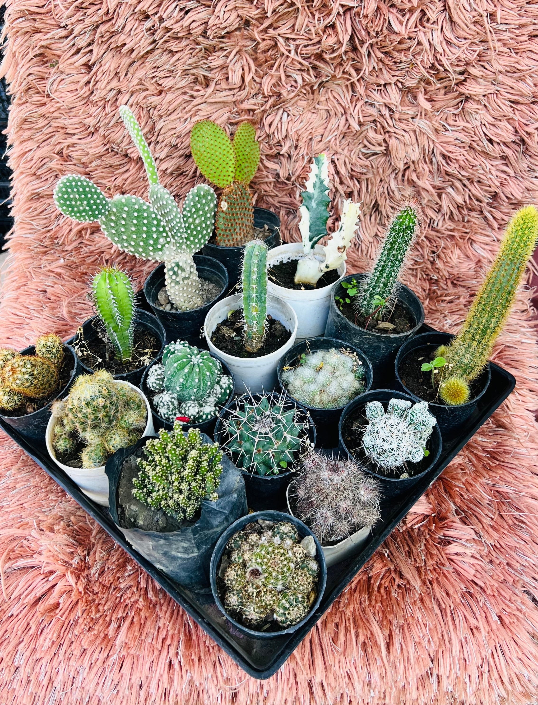 Cactus Combo of 16 – Ultimate Desert Collection