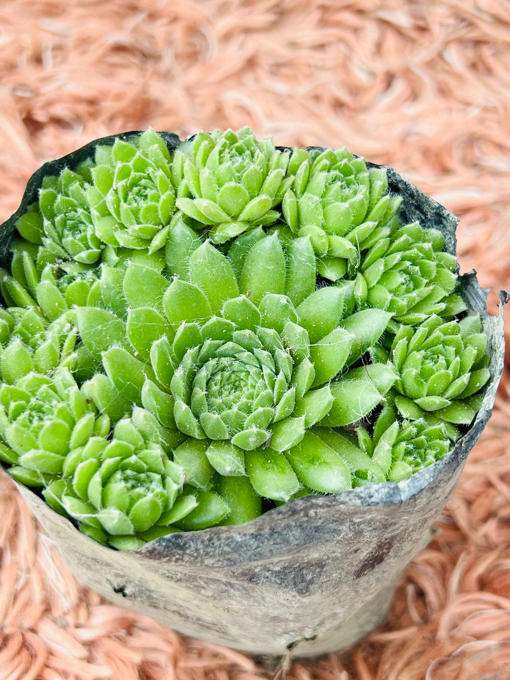 Hen & Chicks Succulent – Sempervivum (Multi-Rosette Cluster)