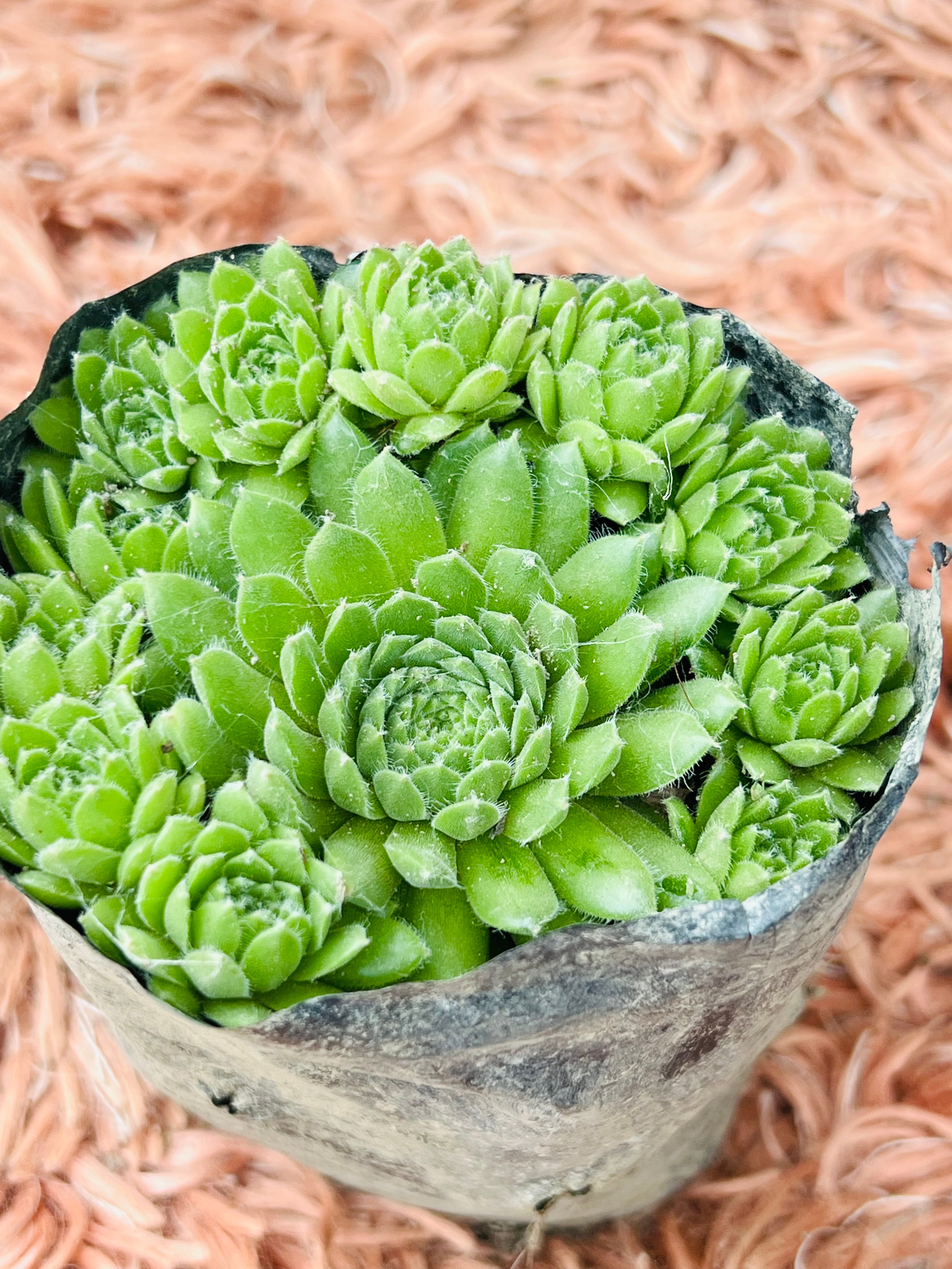 Hen & Chicks Succulent – Sempervivum (Multi-Rosette Cluster)