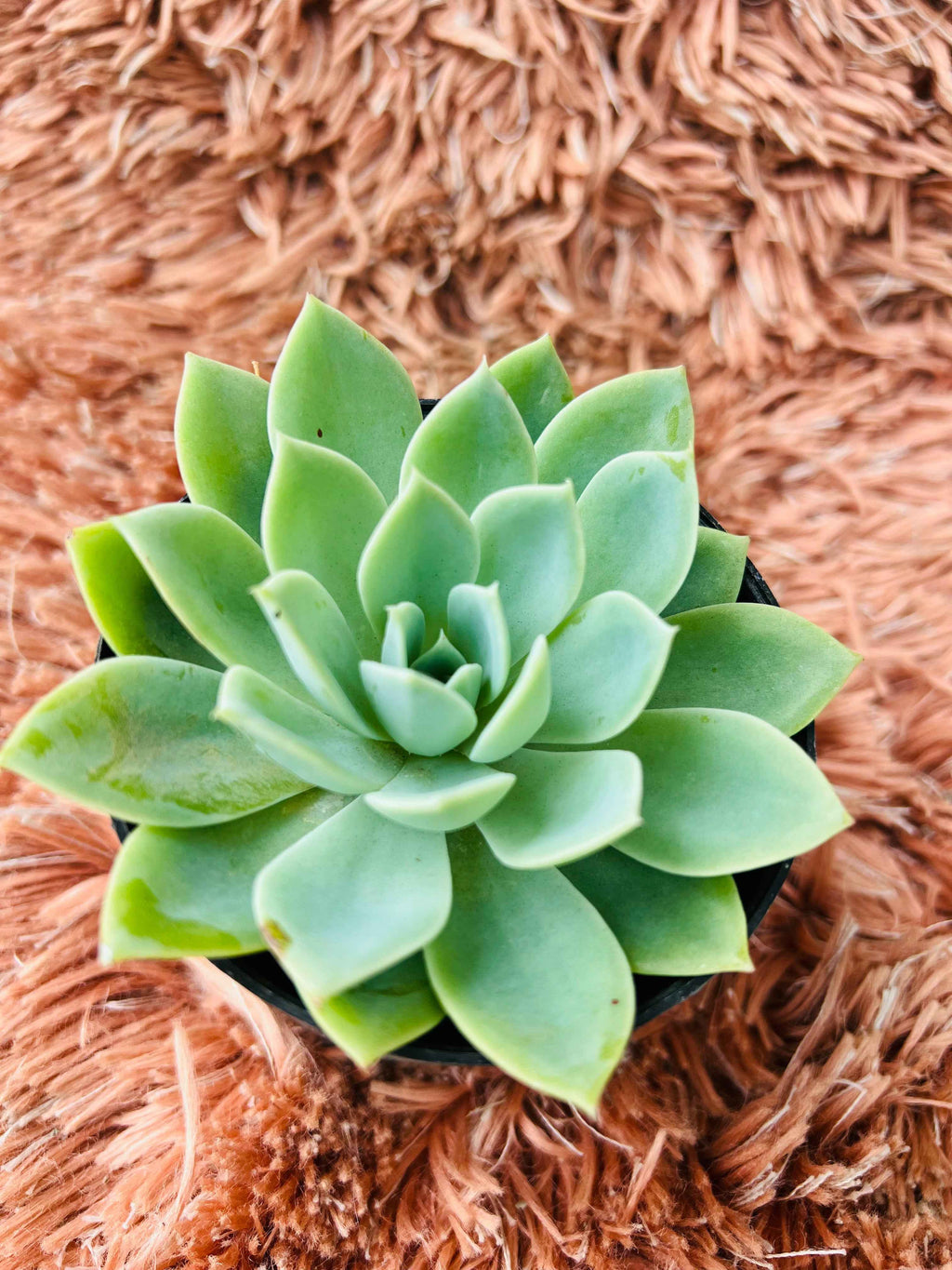Echeveria Succulent – Blue-Green Rosette