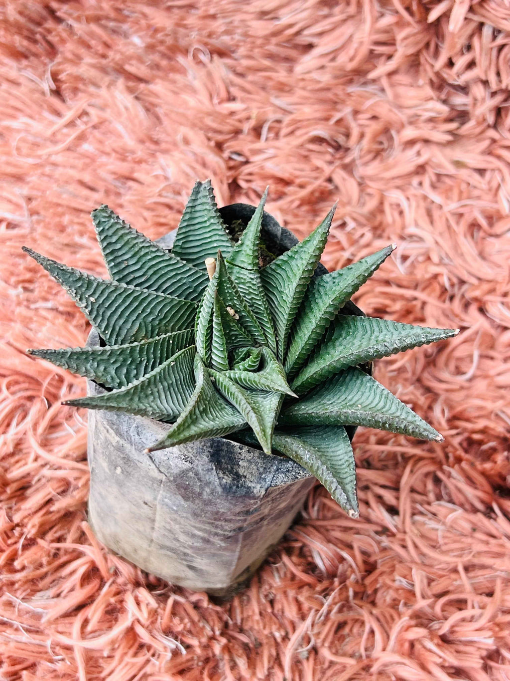 Haworthia Limifolia – Fairy Washboard Succulent