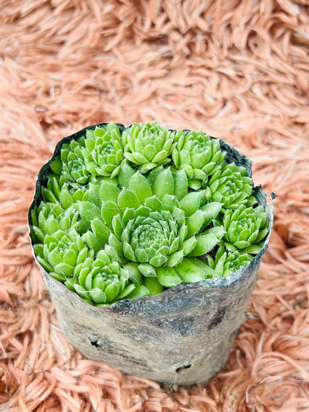 Hen & Chicks Succulent – Sempervivum (Multi-Rosette Cluster)